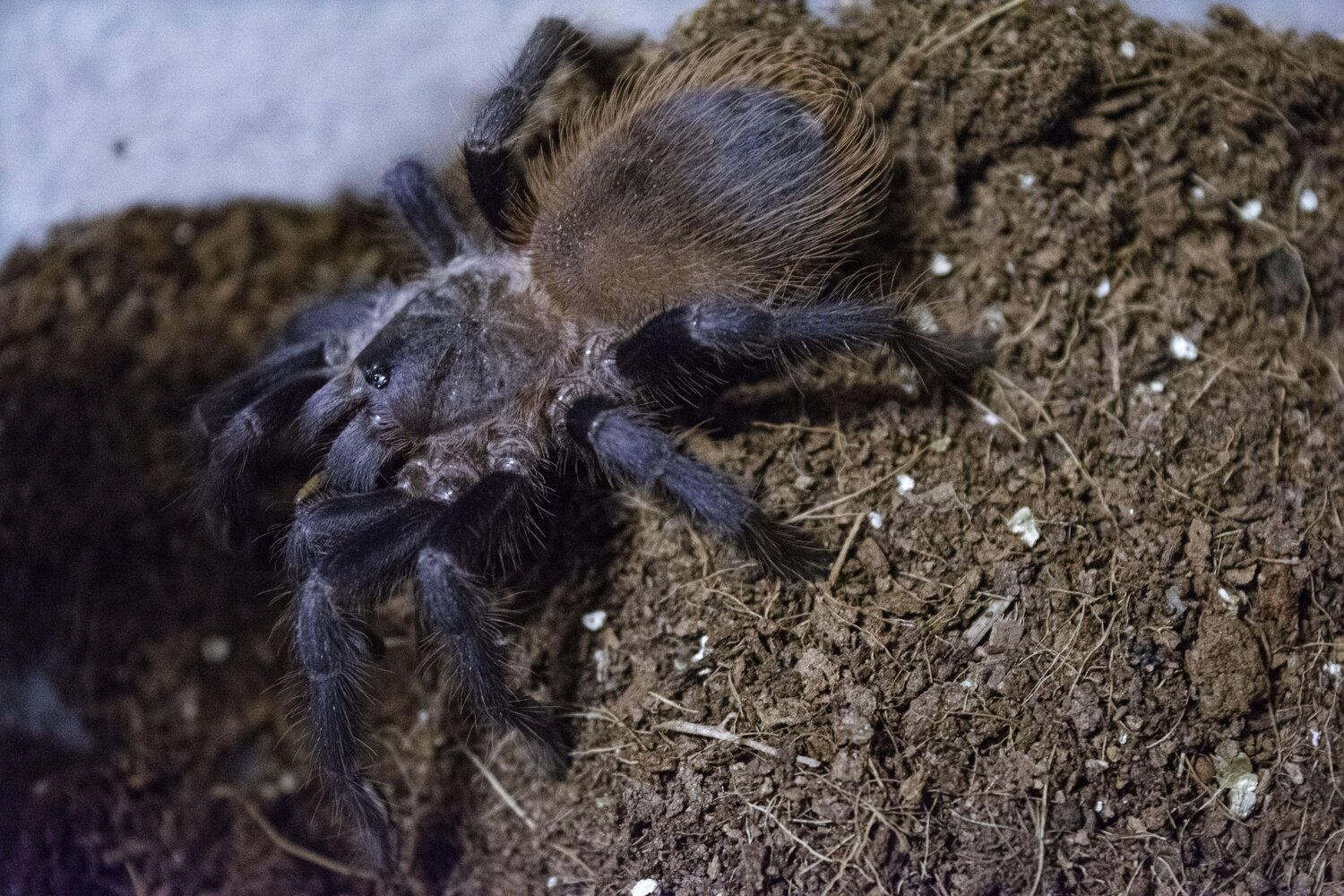 Pterinopelma sazimai