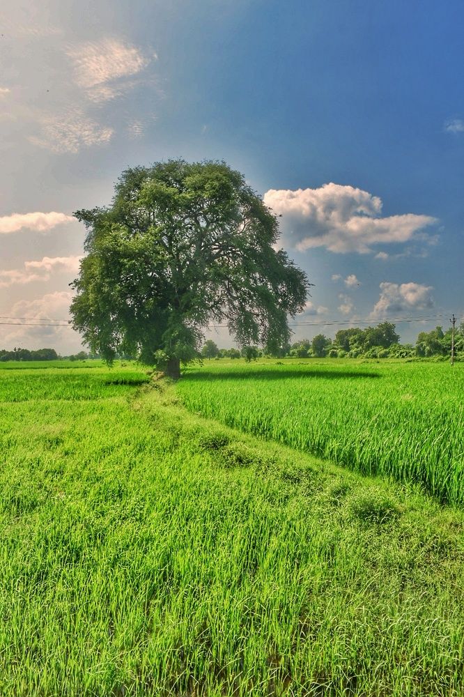 Landscape Notions...