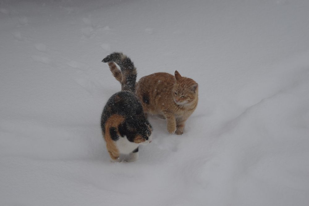 Photograph by Milad Sharif nia