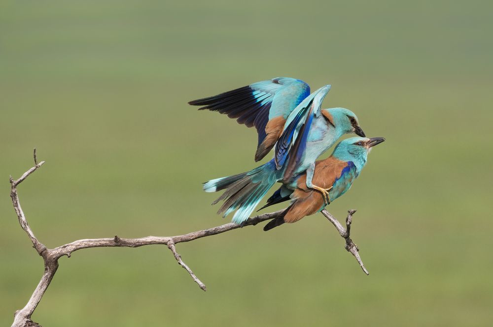 Mating (Coracias garrulus)