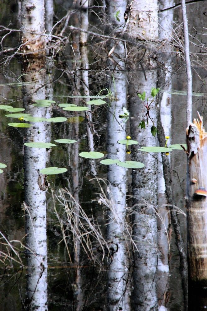 Карельская сказка
