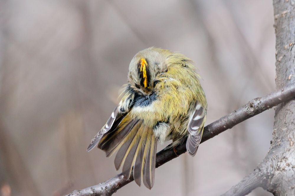 Photograph by Антон Мироненко-Маренков