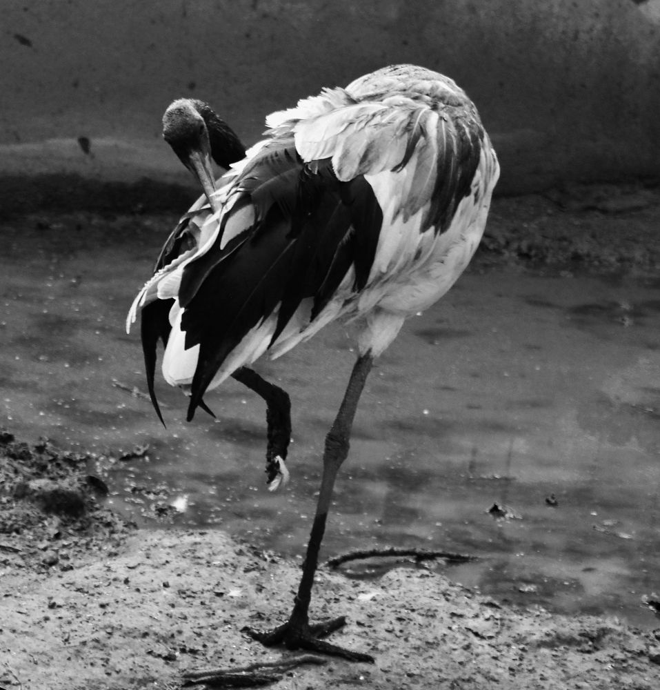 Photograph by Jul Owl