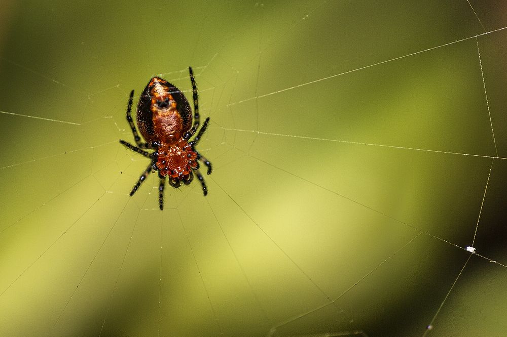 Photograph by eli gesualdo