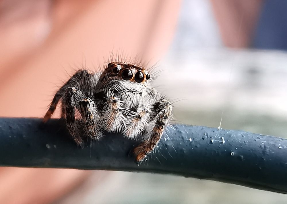 Photograph by Maurizio