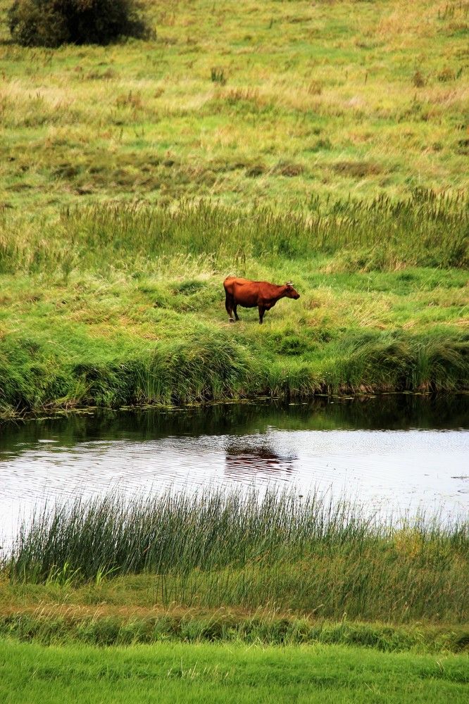 На пастбище