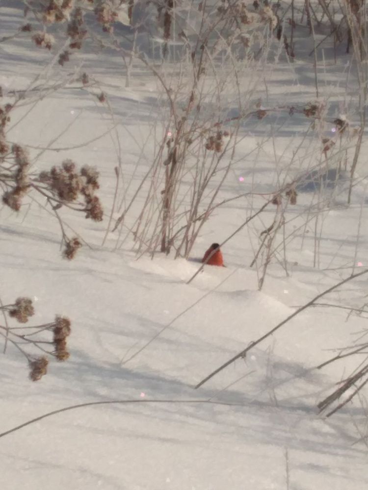 Photo #7202493
