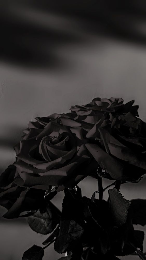 Photograph by Kate Hondochka