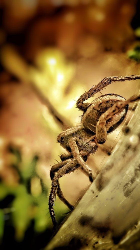 Photograph by Kobbie Pessach