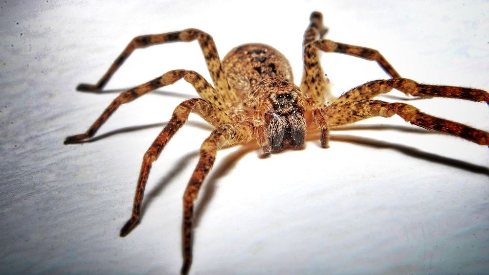 Photograph by Kobbie Pessach