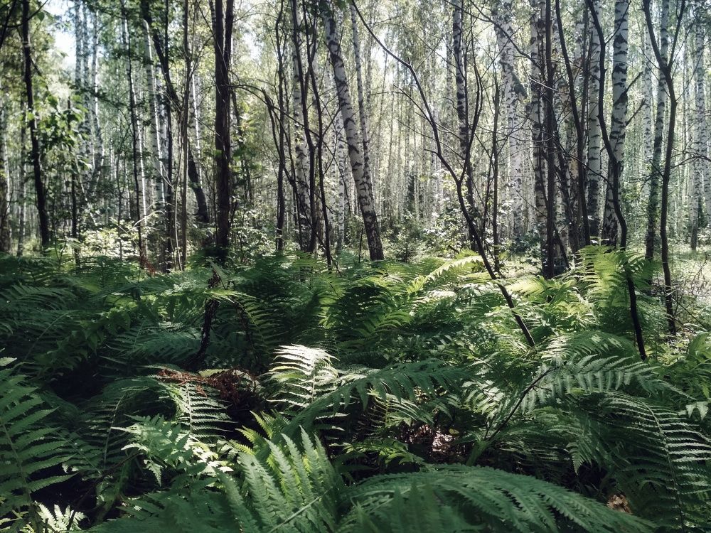 Photograph by Анна Копанева