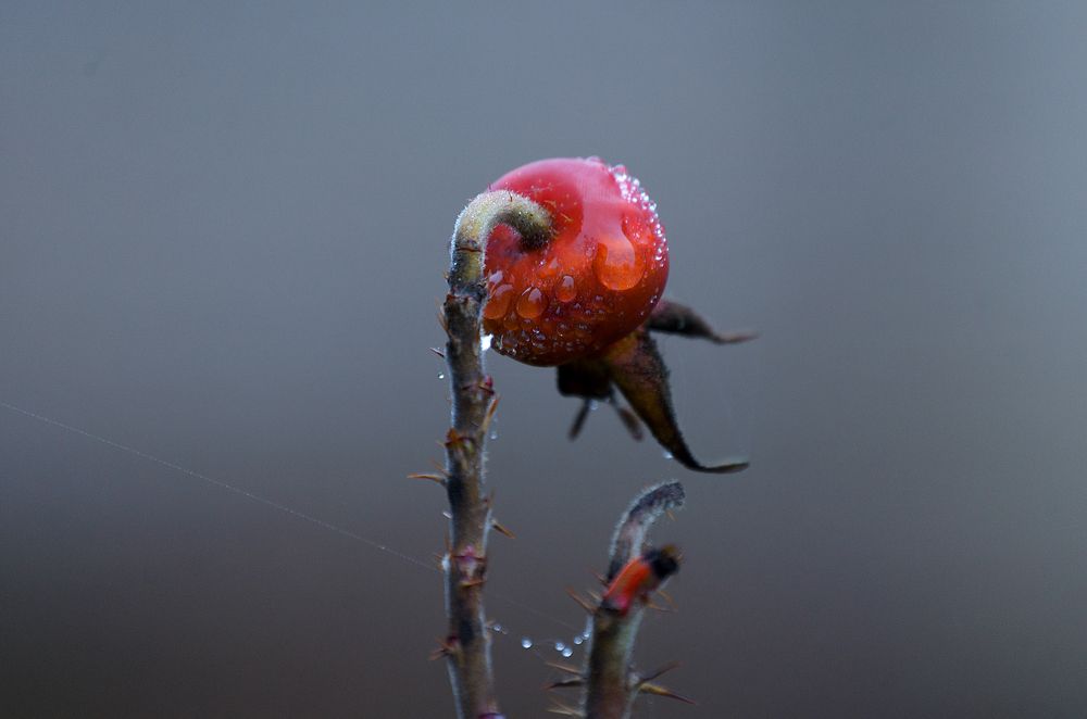 Photograph by Карина Полякова