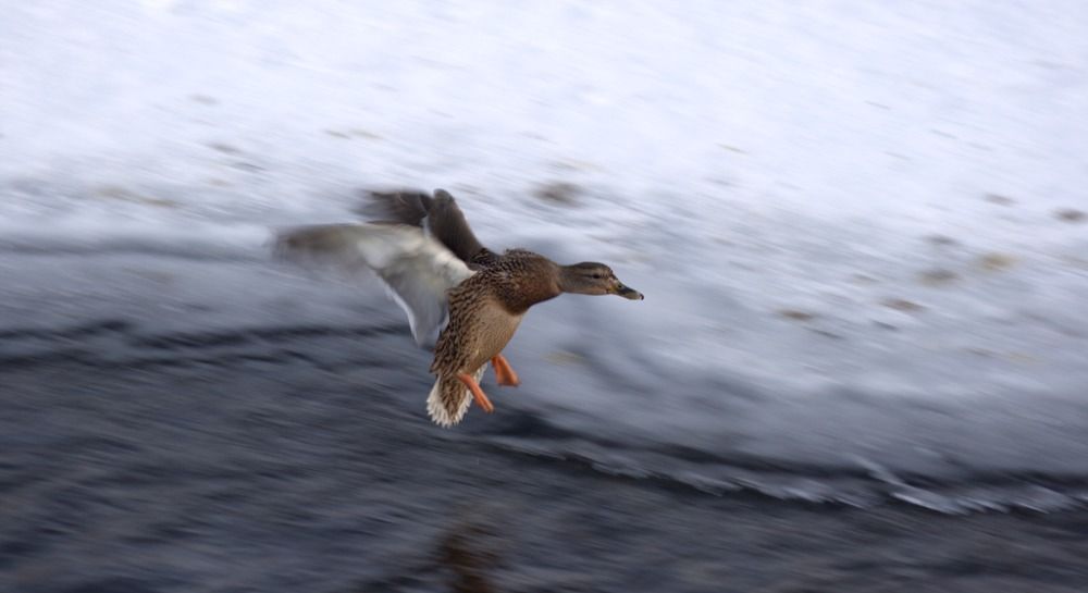 Photograph by Ирина Вассерлауф