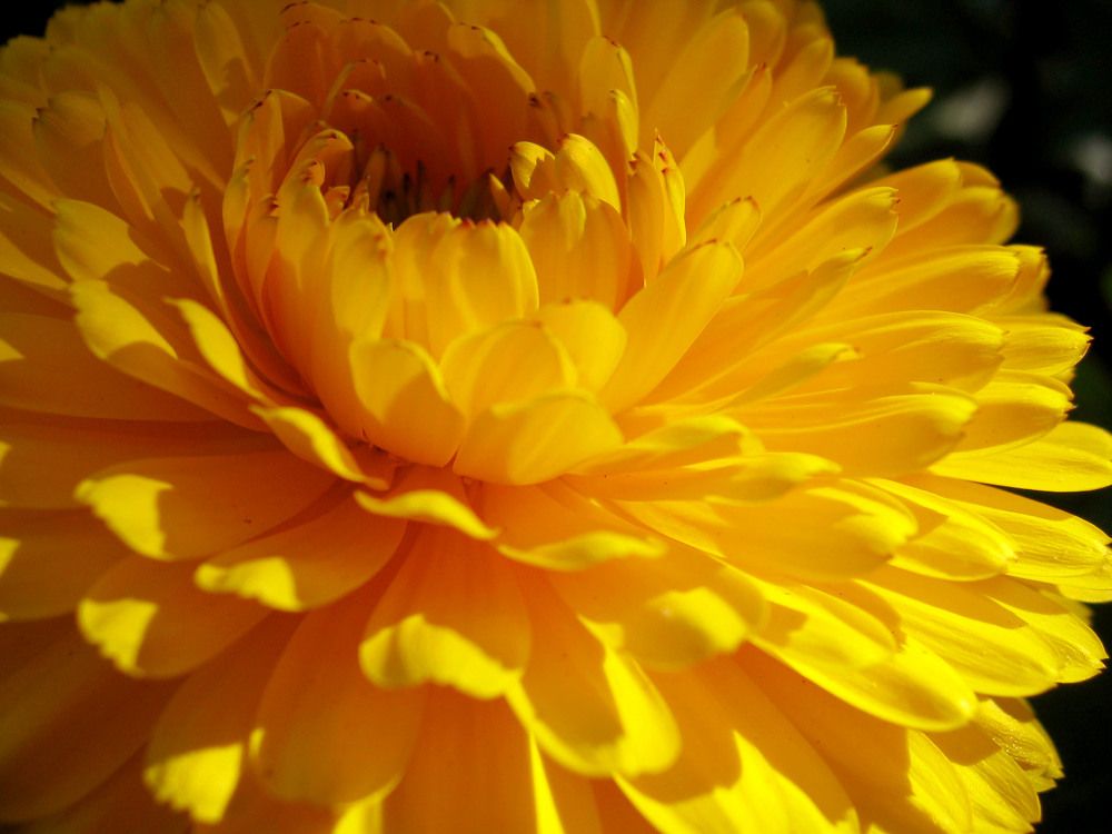 Photo #7202968