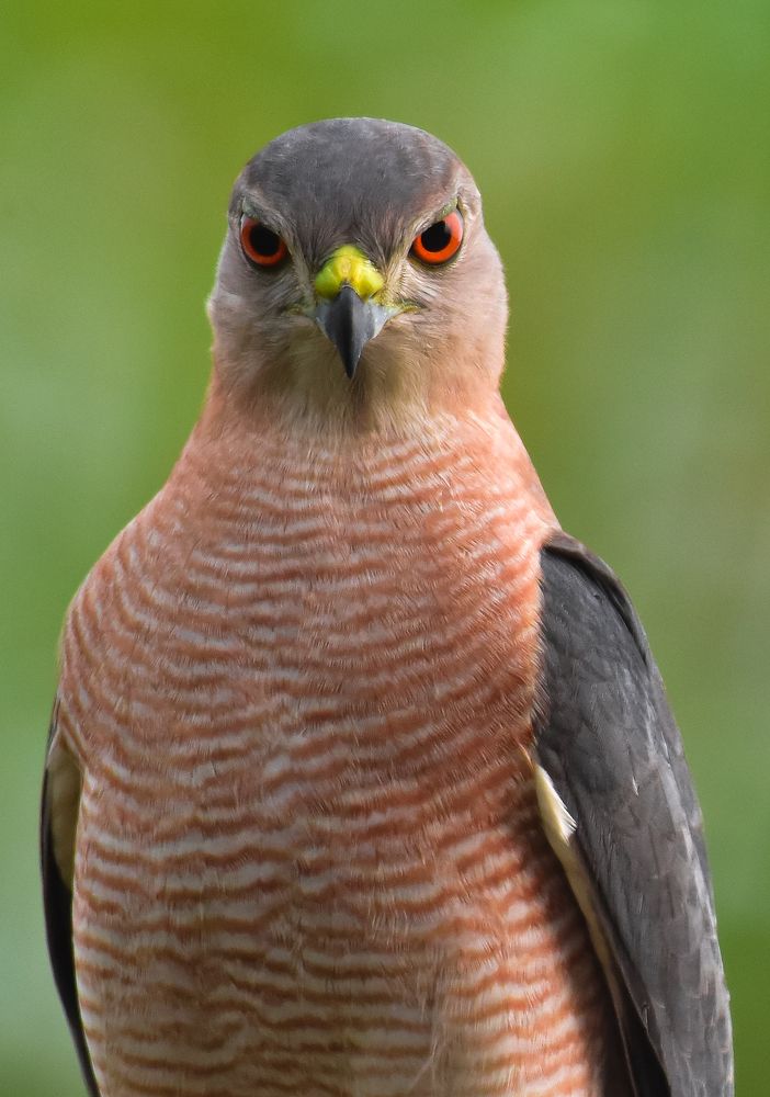 Shikra or little banded goshawk