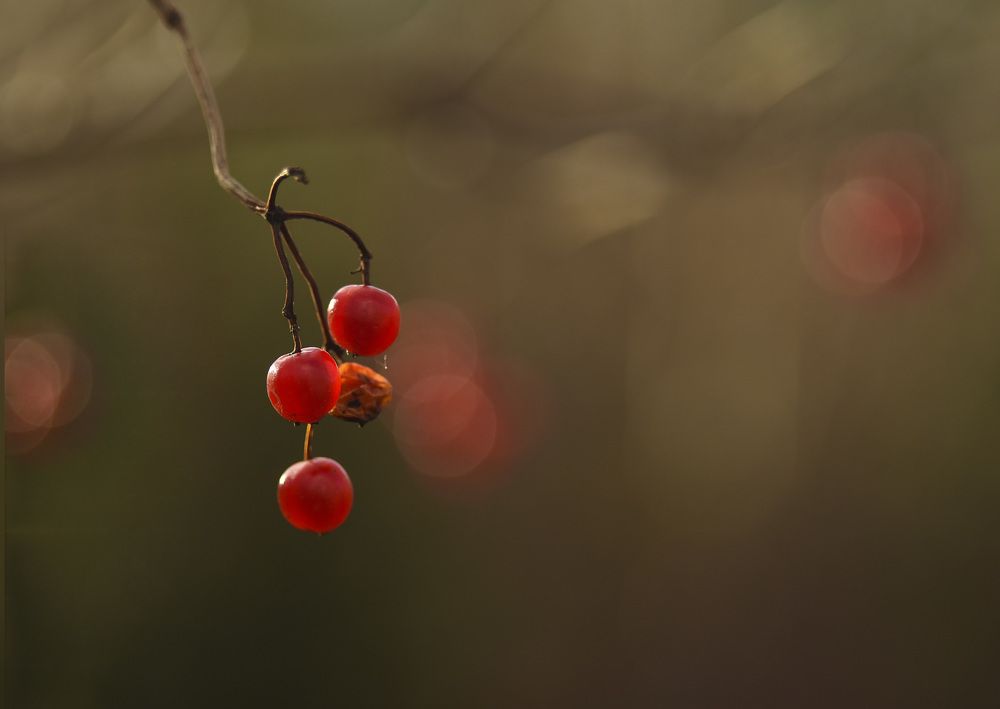 Photograph by Роман Пацкевич