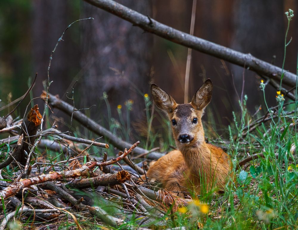 Ребёнок косули.
