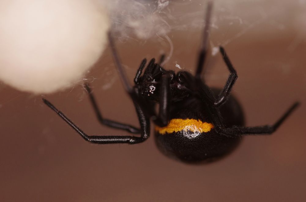 Photograph by Maurizio