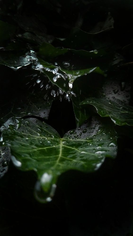 Photograph by Kate Hondochka