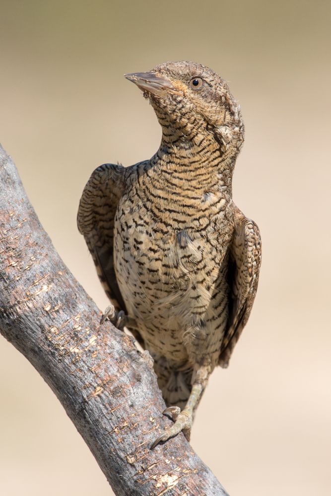 Photograph by Slavisa Tomanovic