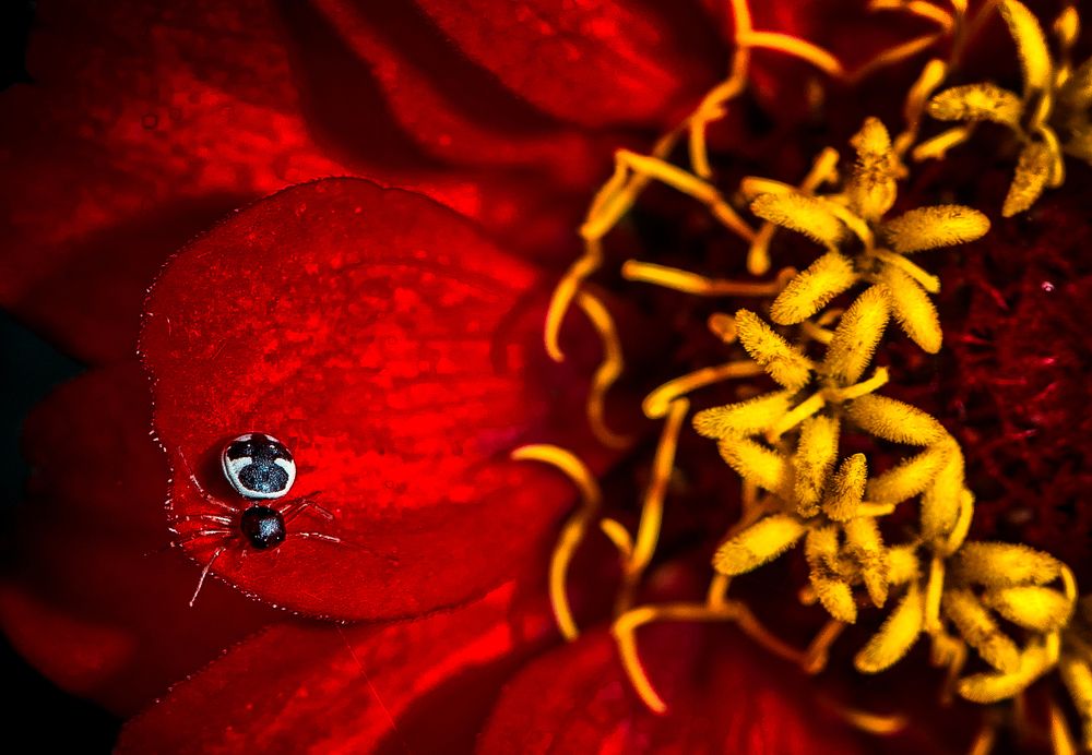 Photograph by Kirkamon Cabello