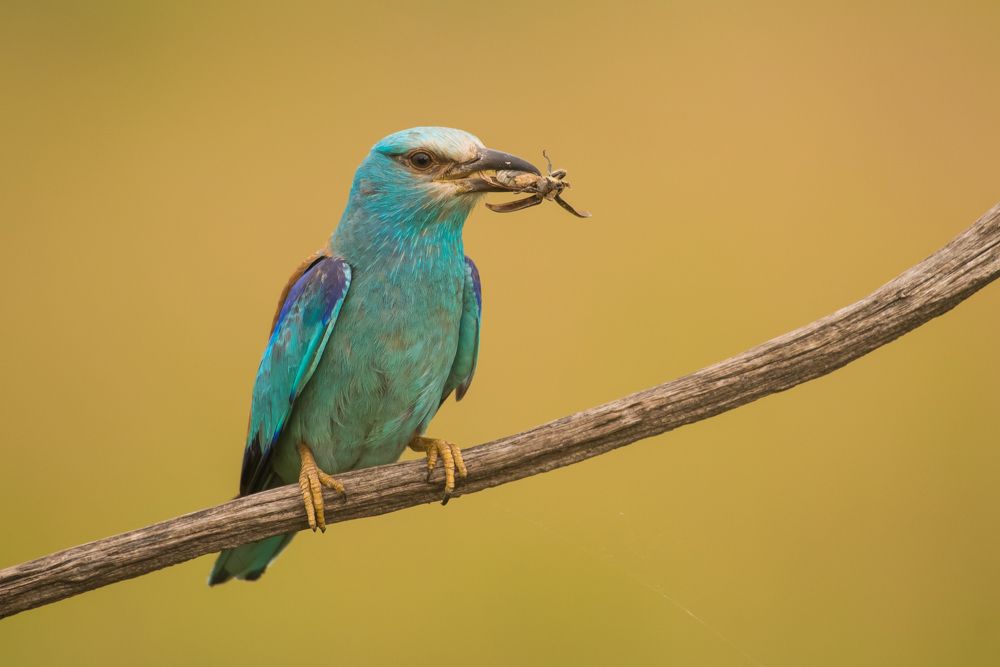 Photograph by Slavisa Tomanovic