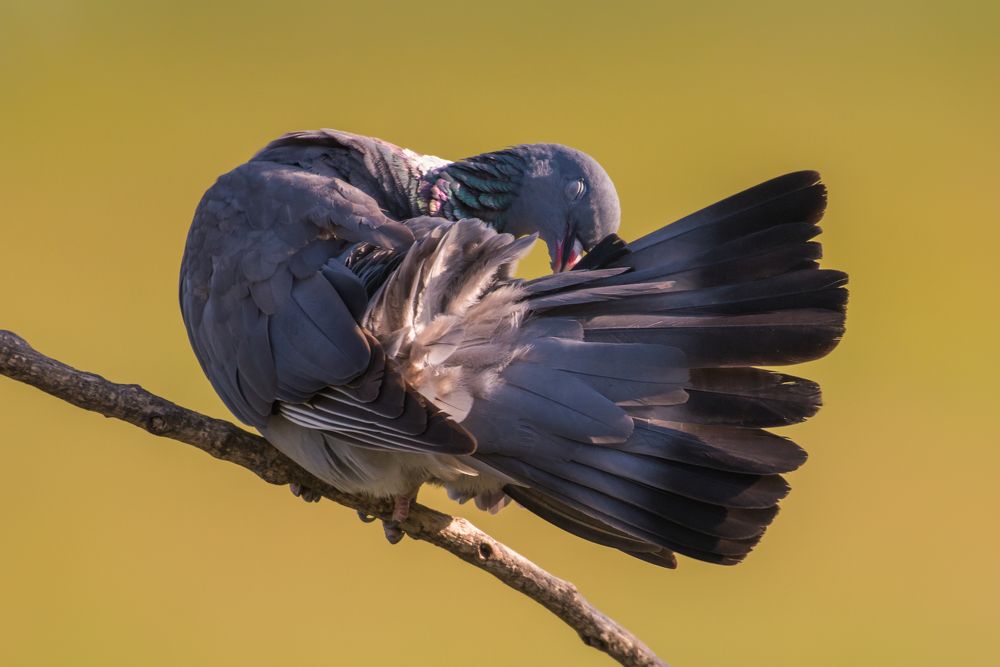 Photograph by Slavisa Tomanovic