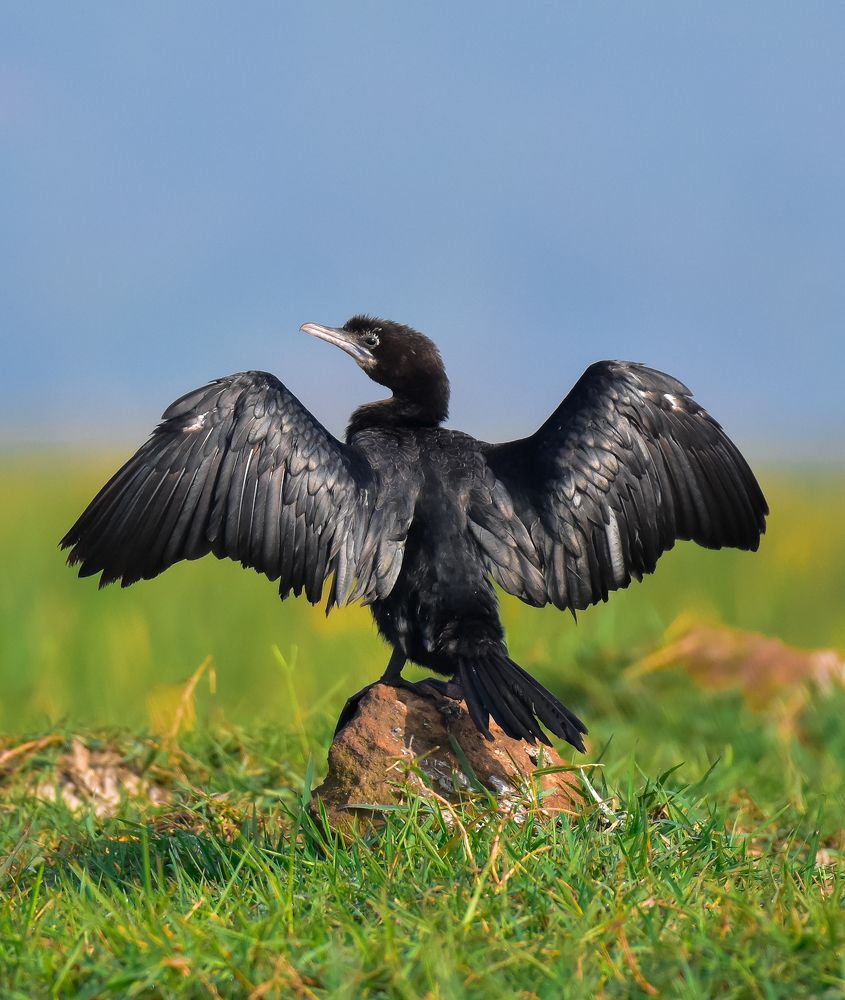 Photograph by Shwetaparna Sahu