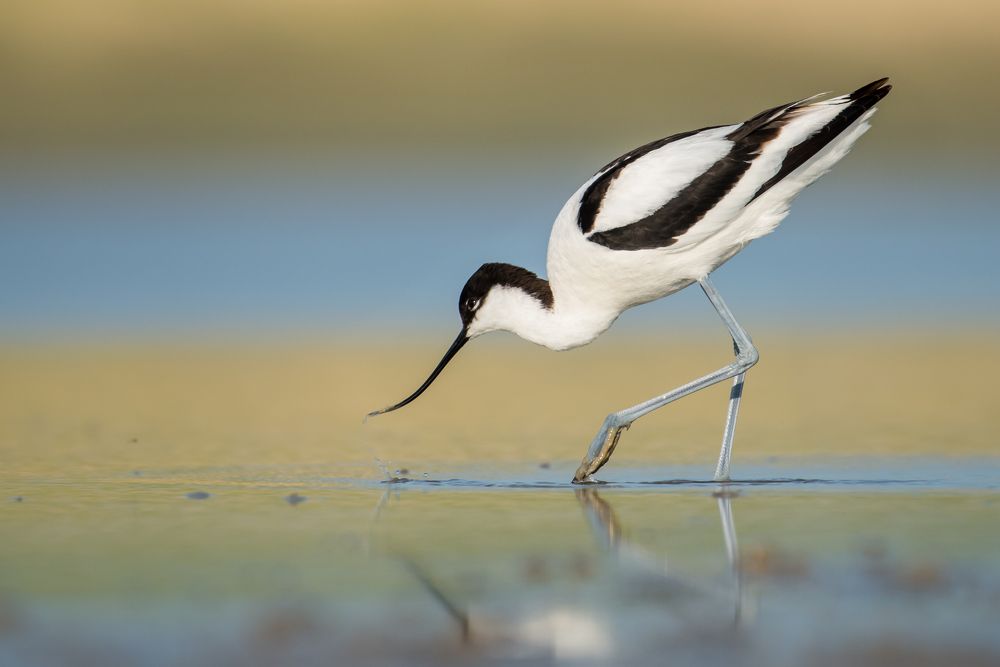 Photograph by Slavisa Tomanovic