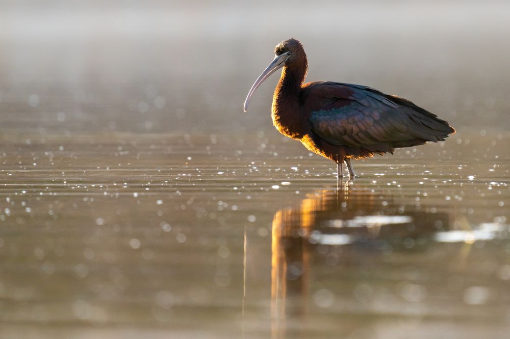 Photograph by Slavisa Tomanovic