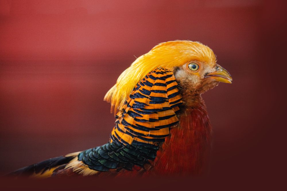 Золотой фазан