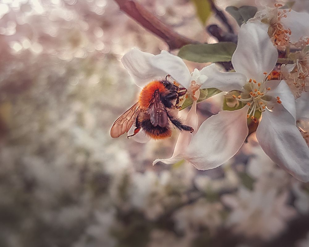 Весенний сад