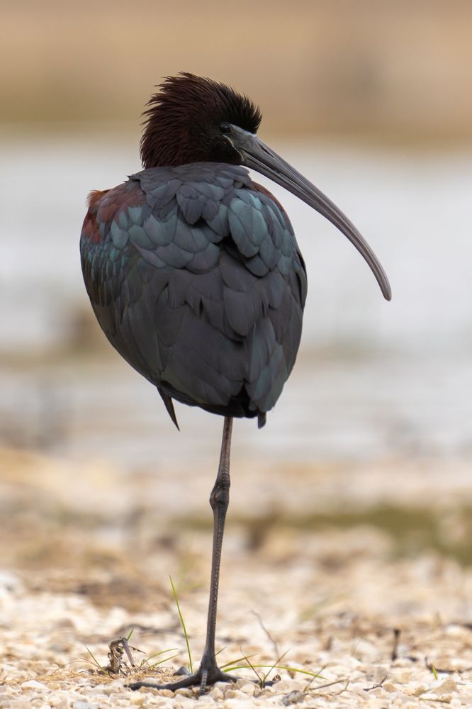 The glossy ibis
