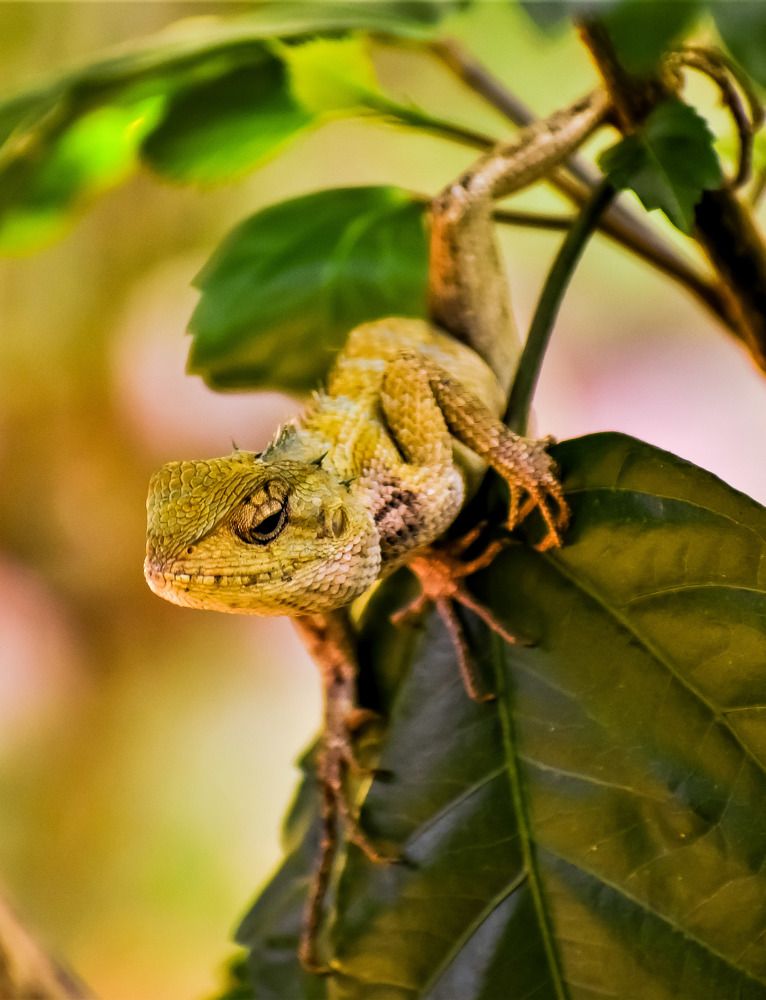 Photograph by Kamal Bhattacharjya