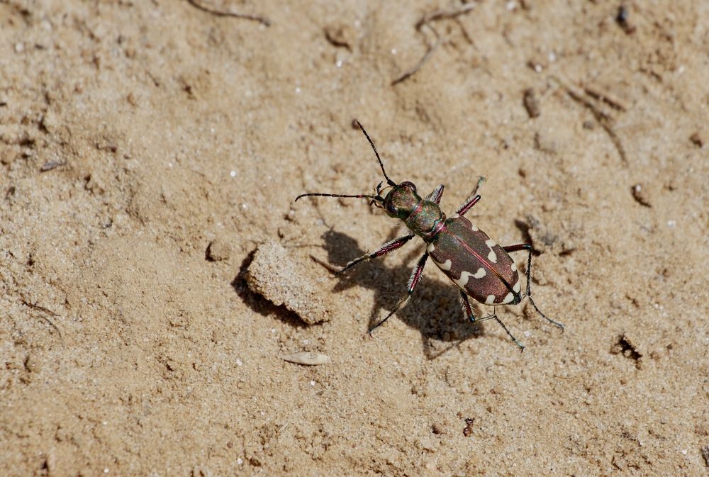 Рыцарь песка