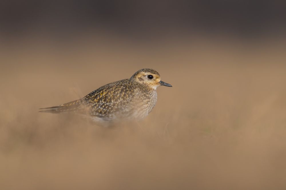 The European golden plover