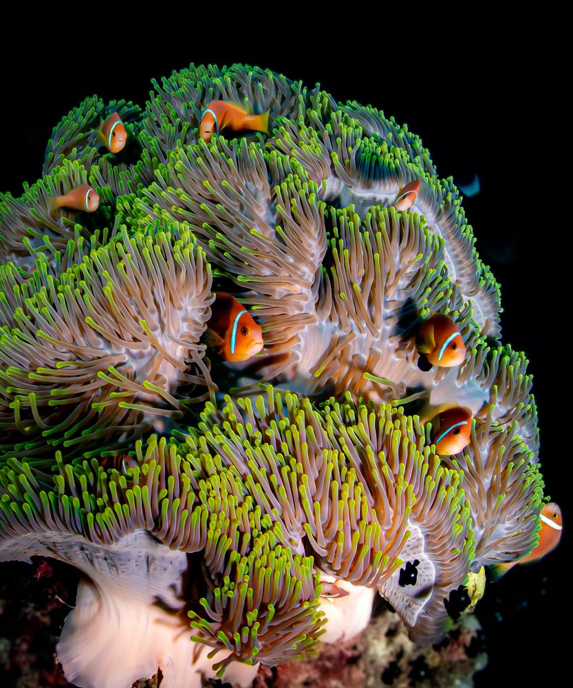 Photograph by Alexander Plakida