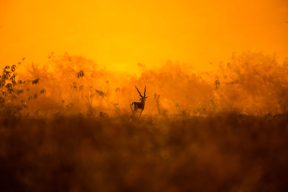 Фотография автора Sunny Saha Pramanick