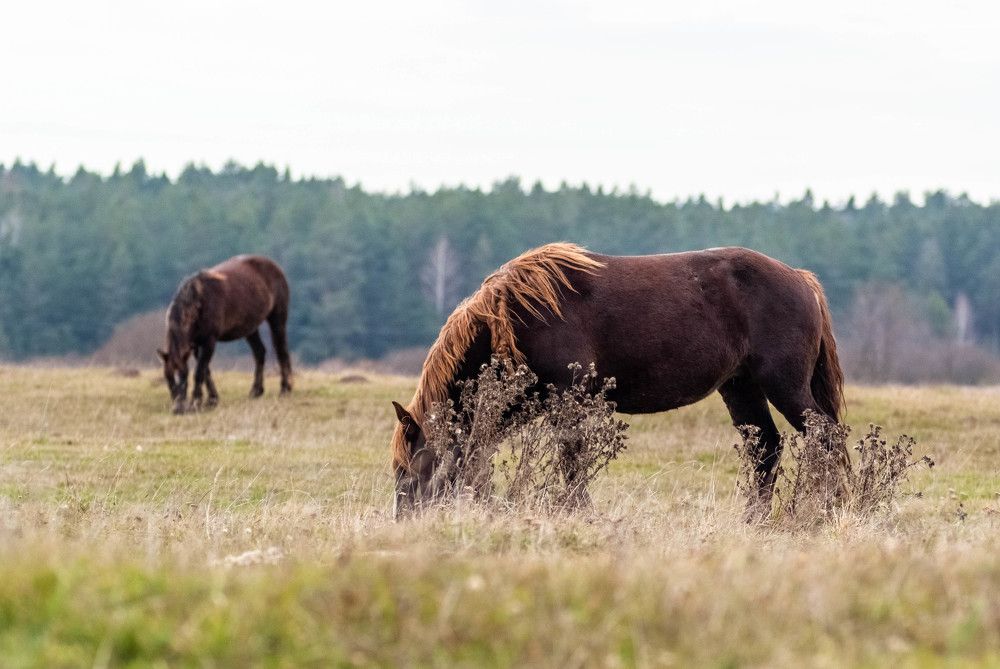 Фотография автора Александр Буренко