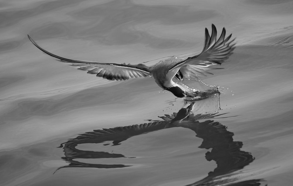 Фотография автора Maurice Leung