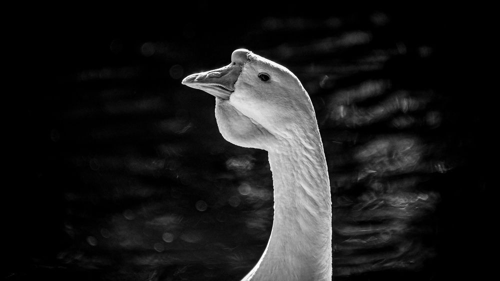 Фотография автора Владимир Брызгунов