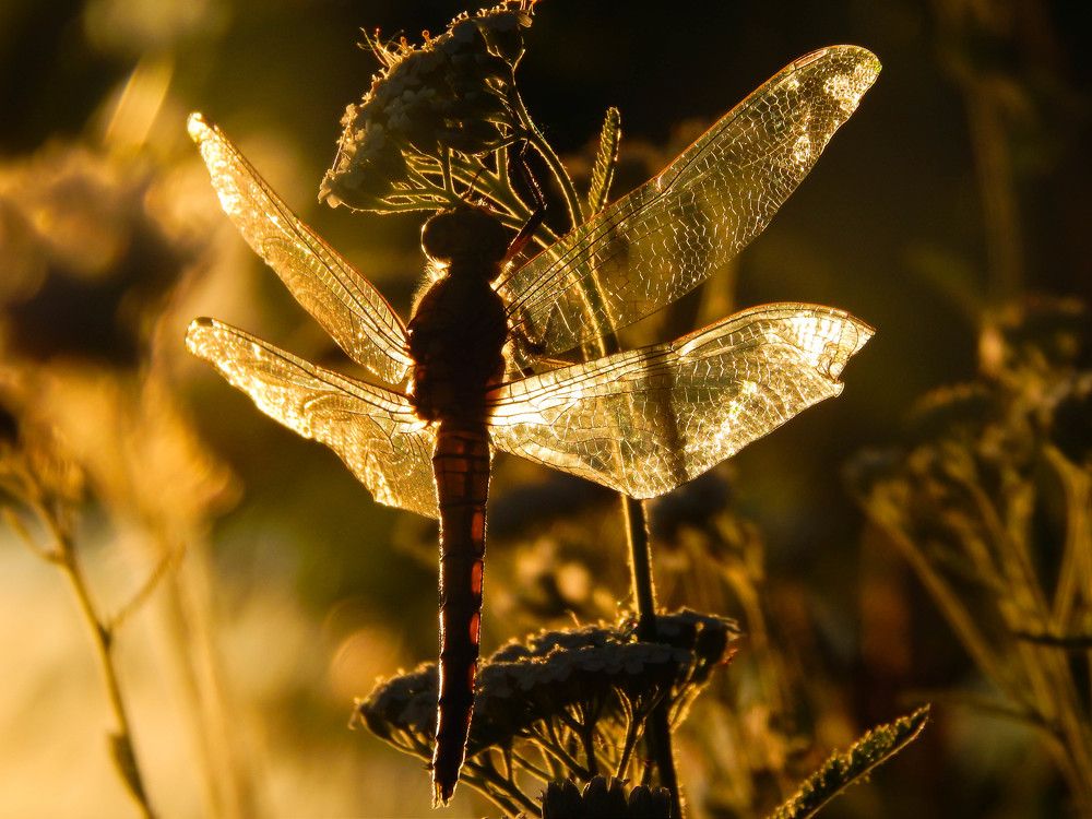 Photograph by Диана Бородзе