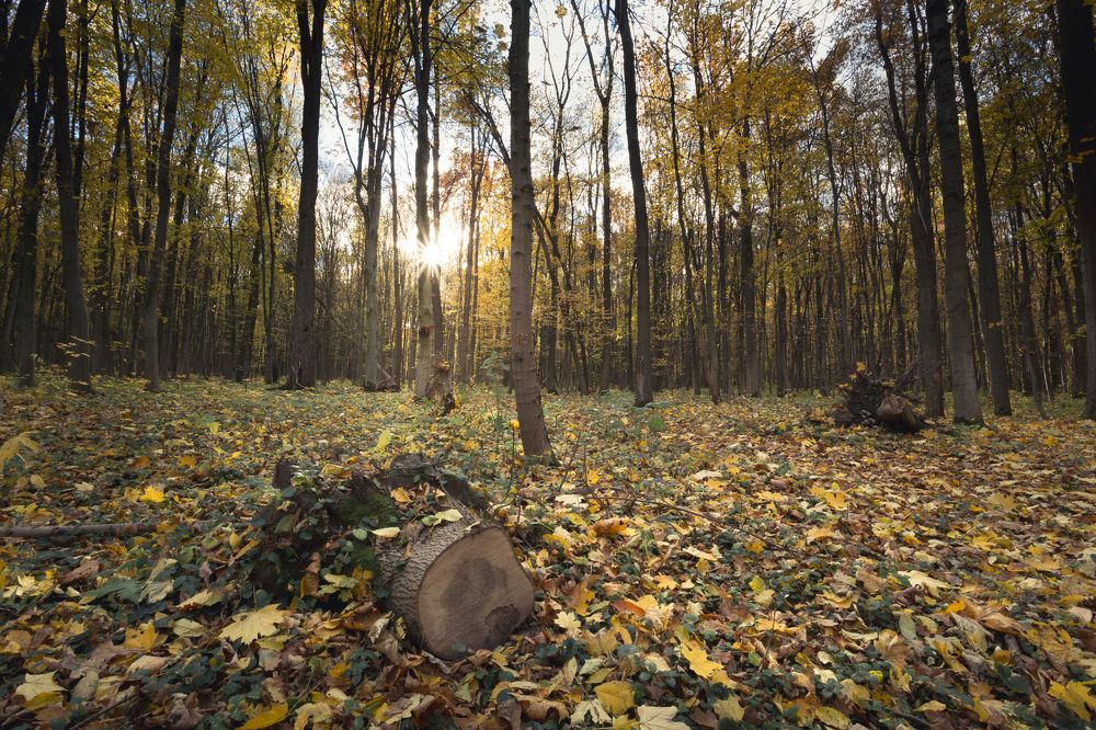Фотография автора Владислав Марухин