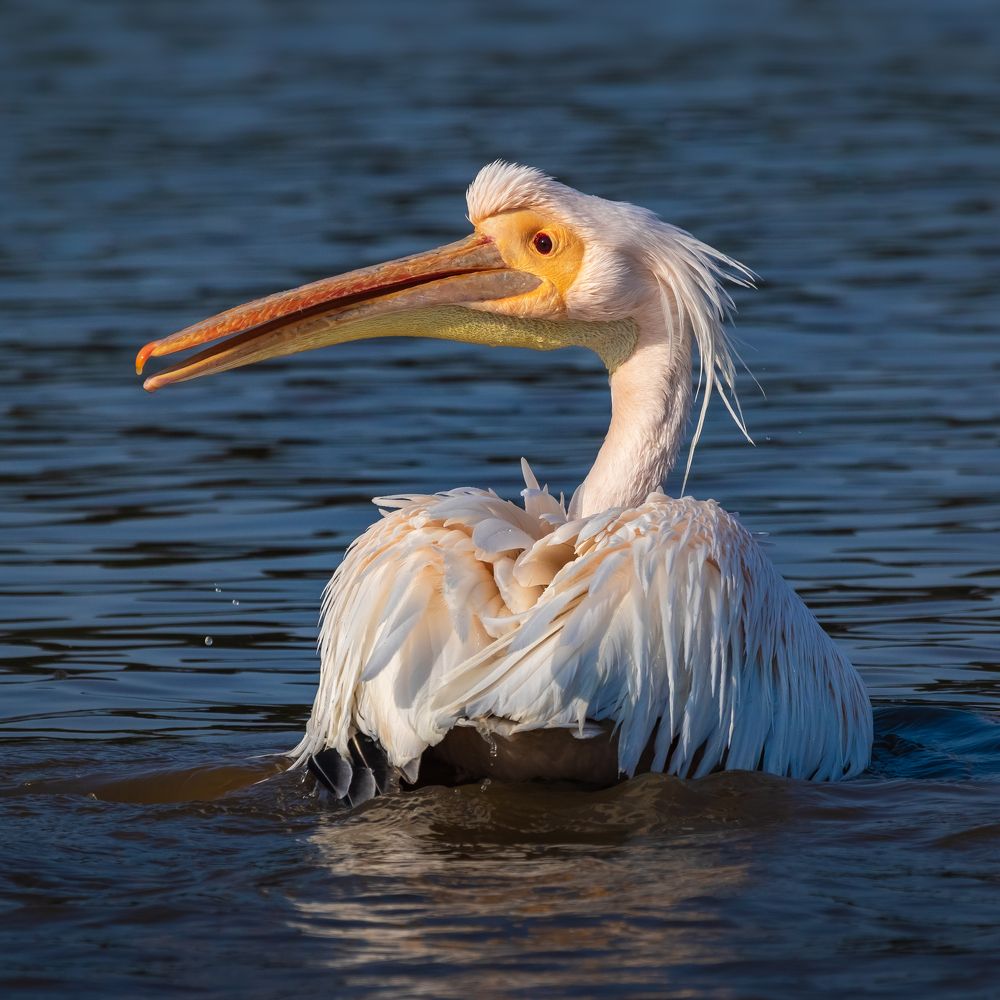 Пеликан Пеликанович