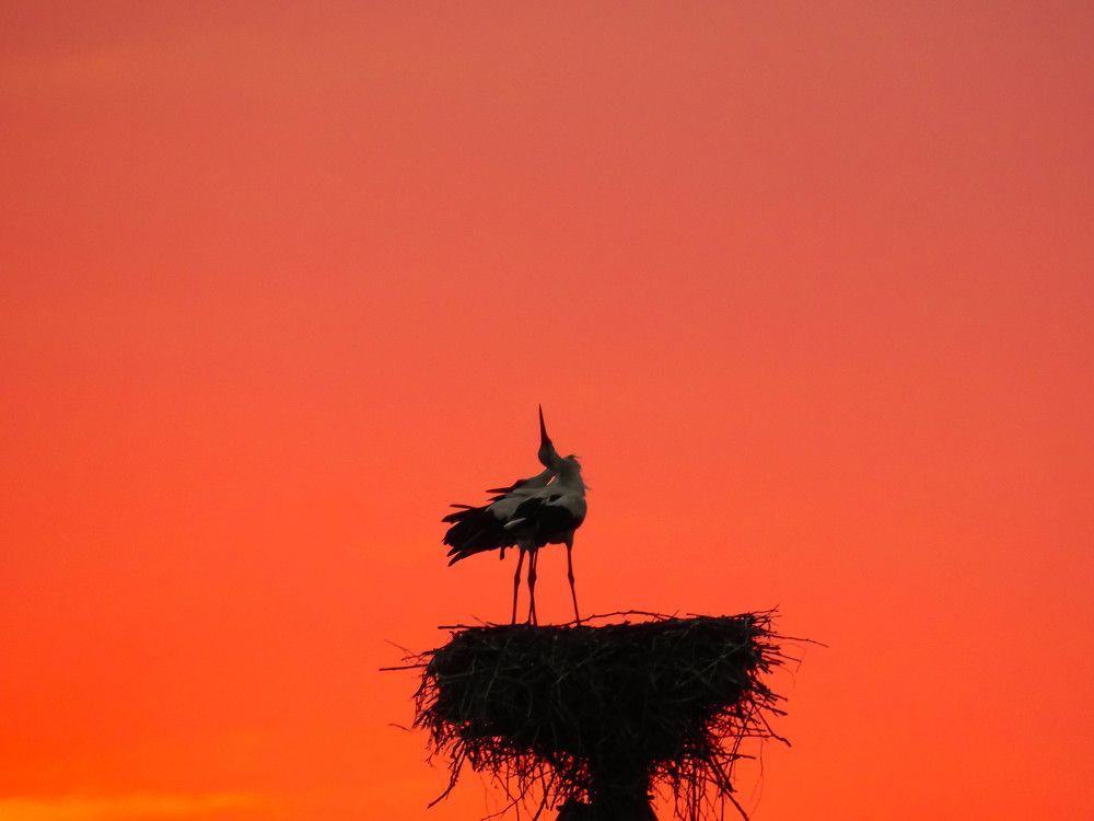 Photograph by Диана Бородзе