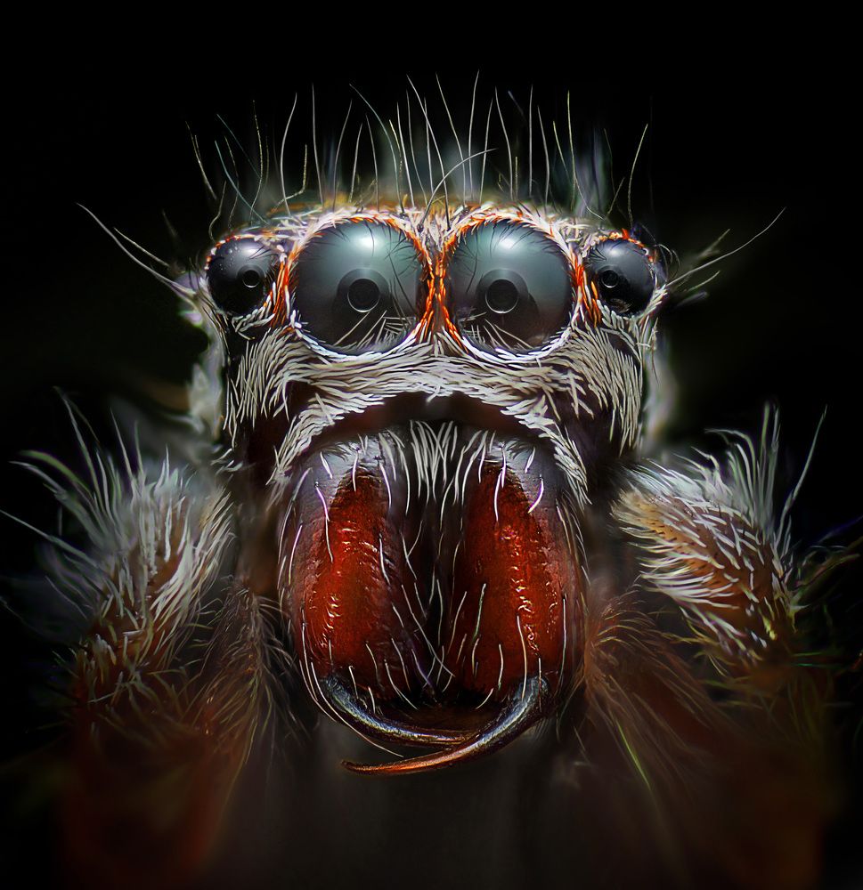 Photograph by Eduardo Modolo