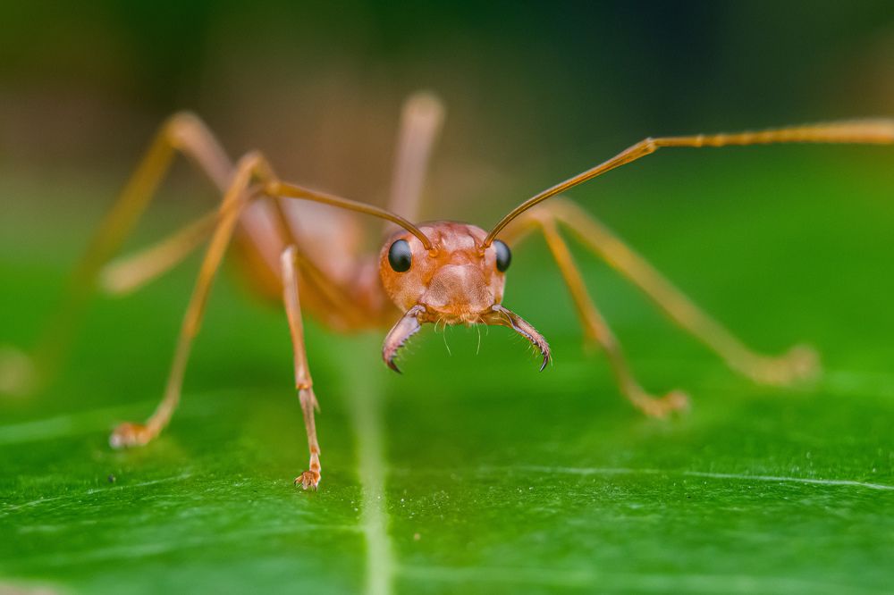 Photograph by achmad kamal kamal