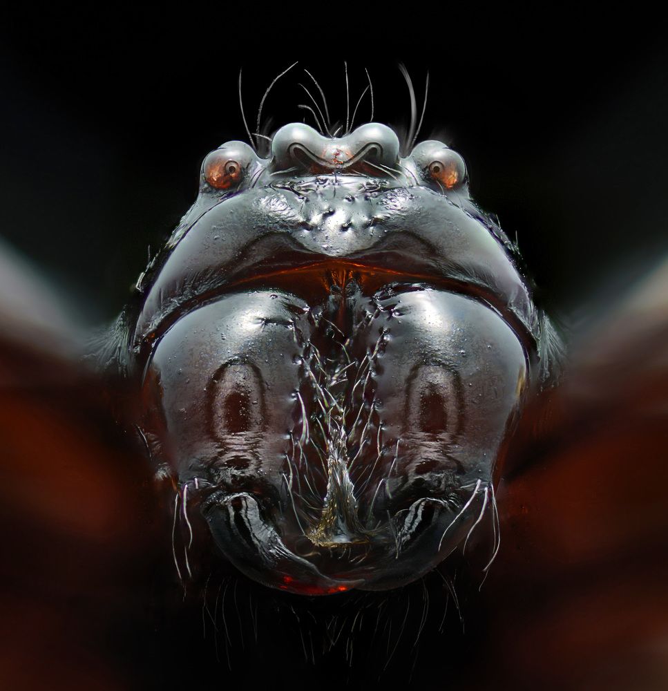 Photograph by Eduardo Modolo