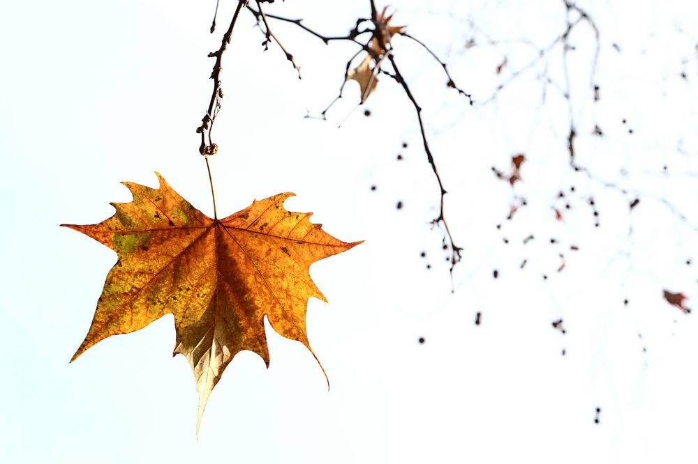 Photograph by marianna chechik