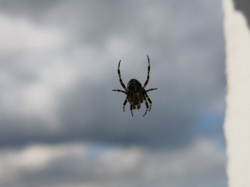 Photograph by ЭЛЬМИРА  ИСМАИЛОВА